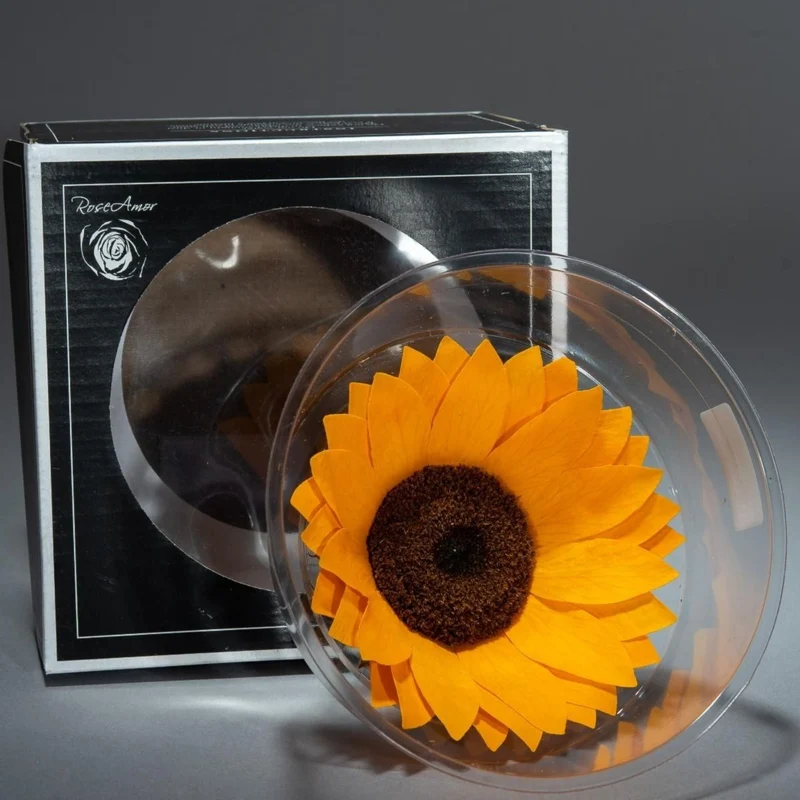 Girasole stabilizzato in scatola