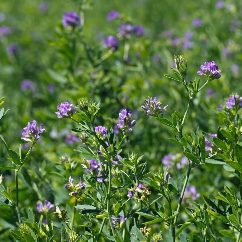 Erba Medica (Medicago Sativa L.) - 1KG