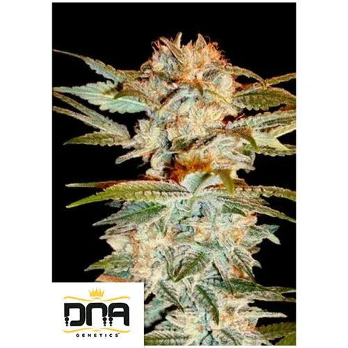 DNA GENETICS - STACKED KUSH FEM - 3 SEMI