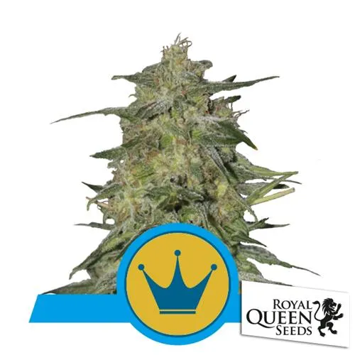 ROYAL QUEEN SEEDS - ROYAL HIGHNESS FEM CBD - 3 SEMI