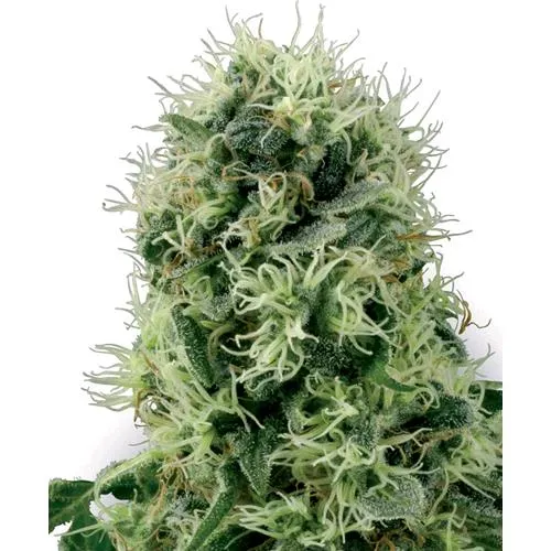 WHITE LABEL - PURE POWER PLANT FEM - 3 SEMI
