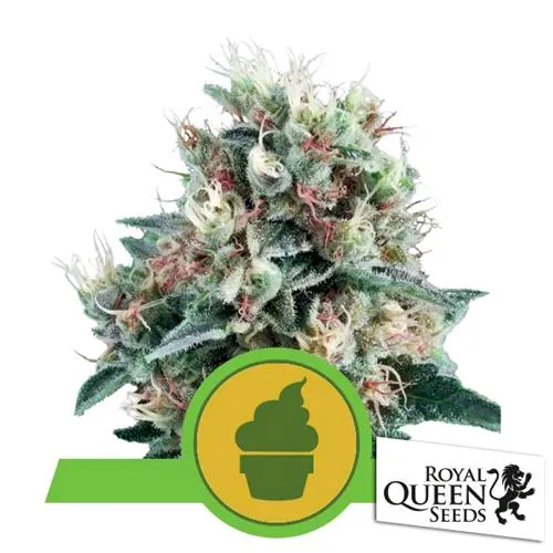 ROYAL QUEEN SEEDS - ROYAL CREAMATIC AUTO - 3 SEMI