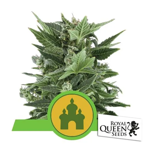 ROYAL QUEEN SEMI - ROYAL KUSH AUTO - 3 SEMI
