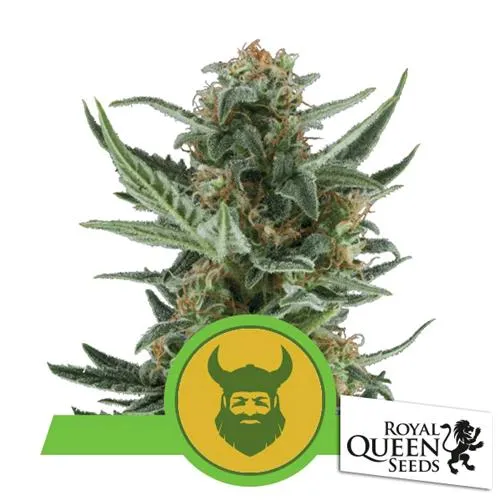 ROYAL QUEEN SEEDS - ROYAL DWARF AUTOMATICA - 3 SEMI