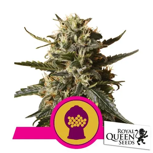 ROYAL QUEEN SEEDS - BUBBLEGUM XL FEM - 3 SEMI