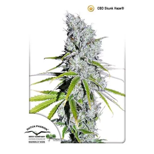 DUTCH PASSION - CBD SKUNKHAZE FEM - 5 SEMI