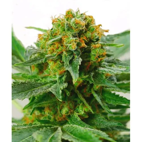 SENSI SEEDS - JACK HERER REGOLARE - 10 SEMI