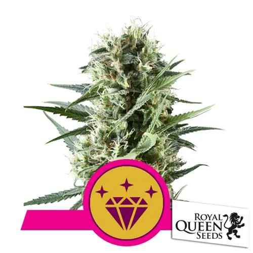 ROYAL QUEEN SEEDS - SPECIAL KUSH #1 FEM - 3 SEMI