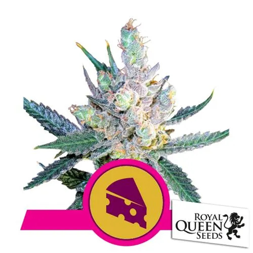 SEMI ROYAL QUEEN - ROYAL CHEESE FEM FAST - 3 SEMI