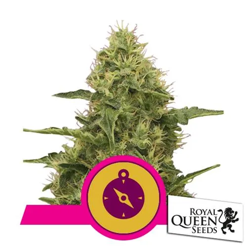 ROYAL QUEEN SEEDS - NORTHERN LIGHT FEM - 3 SEMI