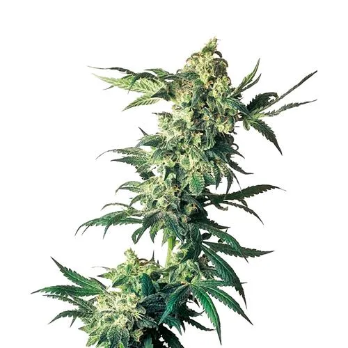 SENSI SEEDS - NORTHERN LIGHT FEMMINIZZATA - 3 SEMI