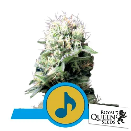 ROYAL QUEEN SEEDS - DANCE WORLD FEM CBD - 3 SEMI