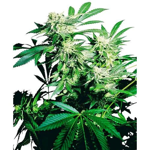 SENSI SEEDS - SKUNK KUSH FEMMINIZZATA - 3 SEMI