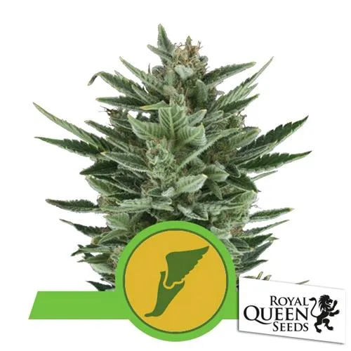 ROYAL QUEEN SEEDS - QUICK ONE AUTO - 3 SEMI