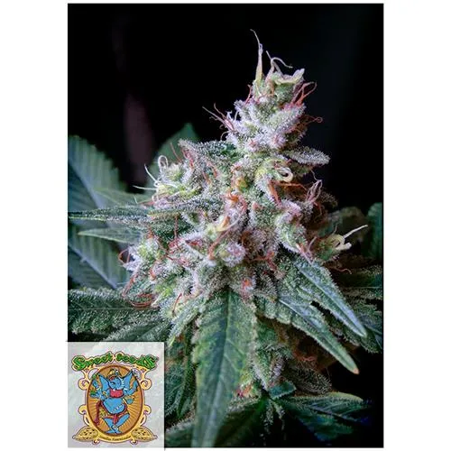 SWEET SEEDS CREAM CARAMEL FEM - 3+1 SEMI