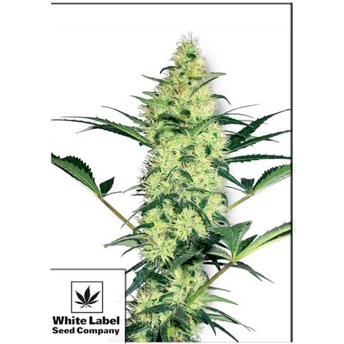 WHITE LABEL - WHITE DIESEL FEM - 3 SEMI