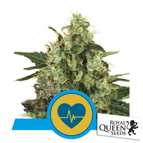 ROYAL QUEEN SEEDS - MADICAL MASS FEM CBD - 3 SEMI