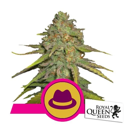SEMI DI ROYAL QUEEN - OG KUSH FEM - 3 SEMI