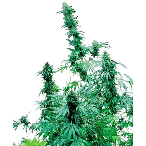 SENSI SEEDS - EARLY SKUNK FEMMINIZZATA - 5 SEMI