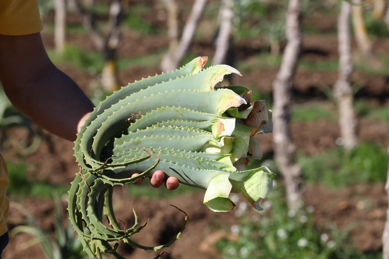 Foglie Fresche Aloe Arborescens a Foglia Larga