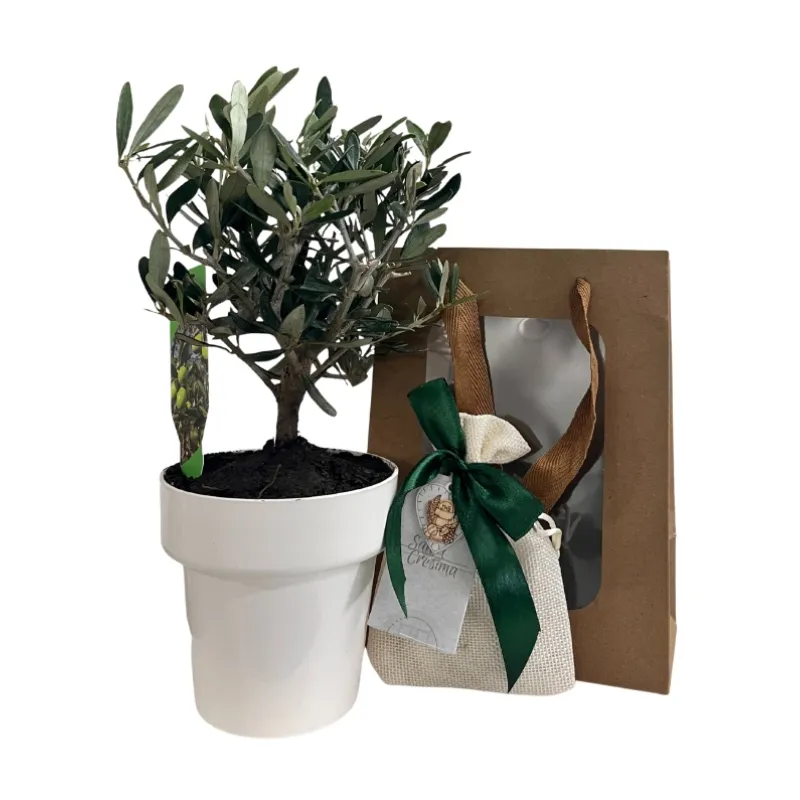 Piantina di Ulivo H20cm v10cm Plastica per bomboniere CERTIFICATA