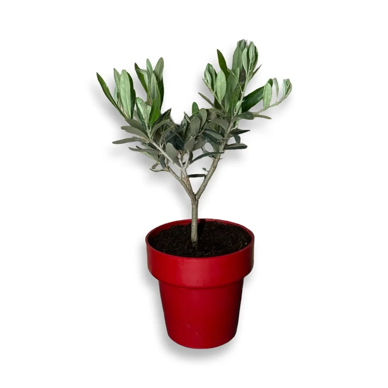 Piantina di Ulivo H20cm v10cm Plastica per bomboniere CERTIFICATA