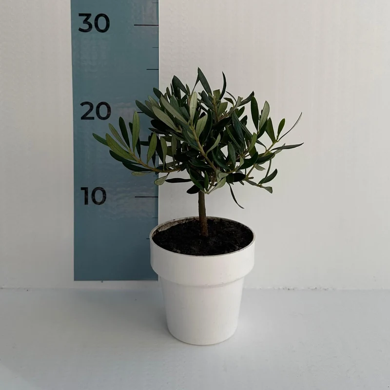 Piantina di Ulivo H20cm v10cm Plastica per bomboniere CERTIFICATA