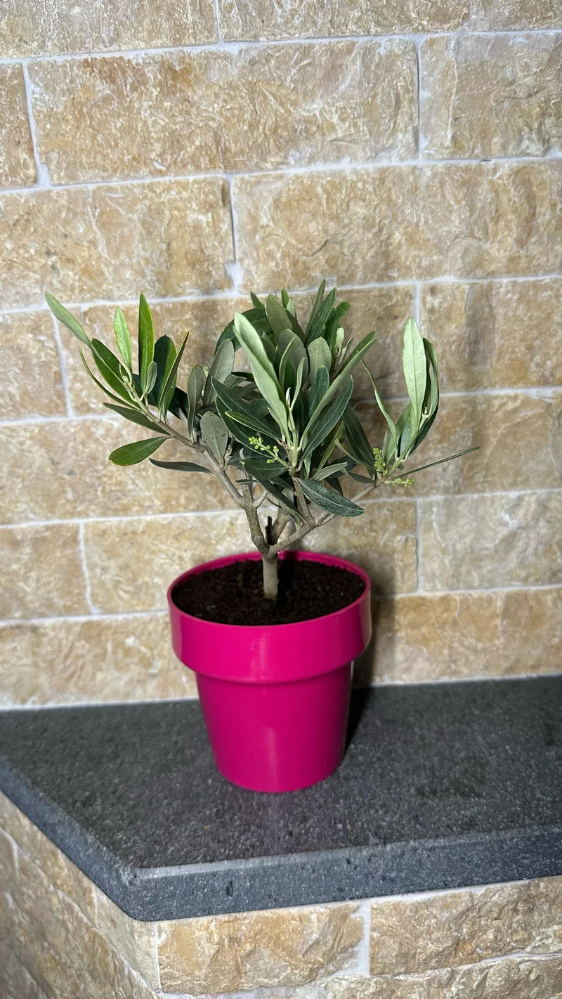 Piantina di Ulivo H20cm v10cm Plastica per bomboniere CERTIFICATA