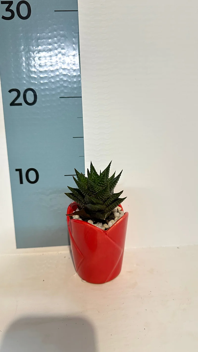 Mini Piantina grassa in vaso rosso cuore ceramica CERTIFICATA