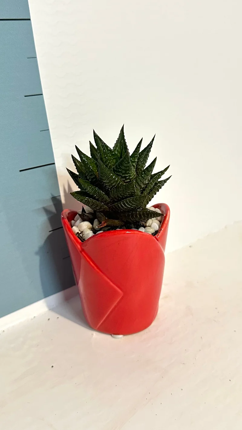 Mini Piantina grassa in vaso rosso cuore ceramica CERTIFICATA