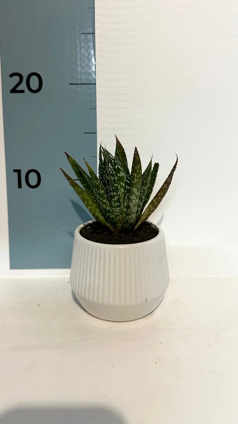 Mini Piantina grassa in vaso rosso cuore ceramica CERTIFICATA