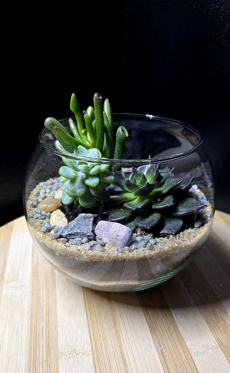 Terrarium aperto in vetro ∅16cm