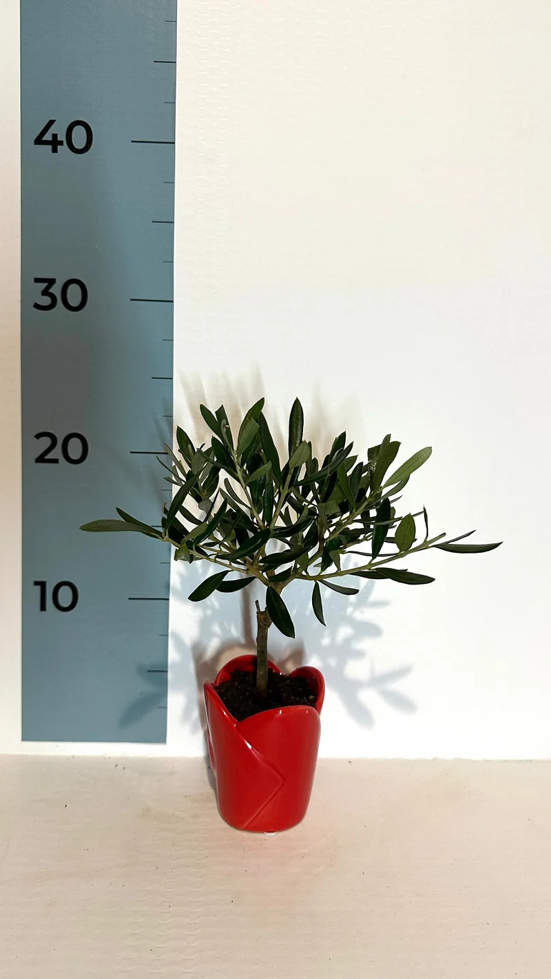 Mini Piantina Ulivo in vaso cuore rosso ceramica CERTIFICATA