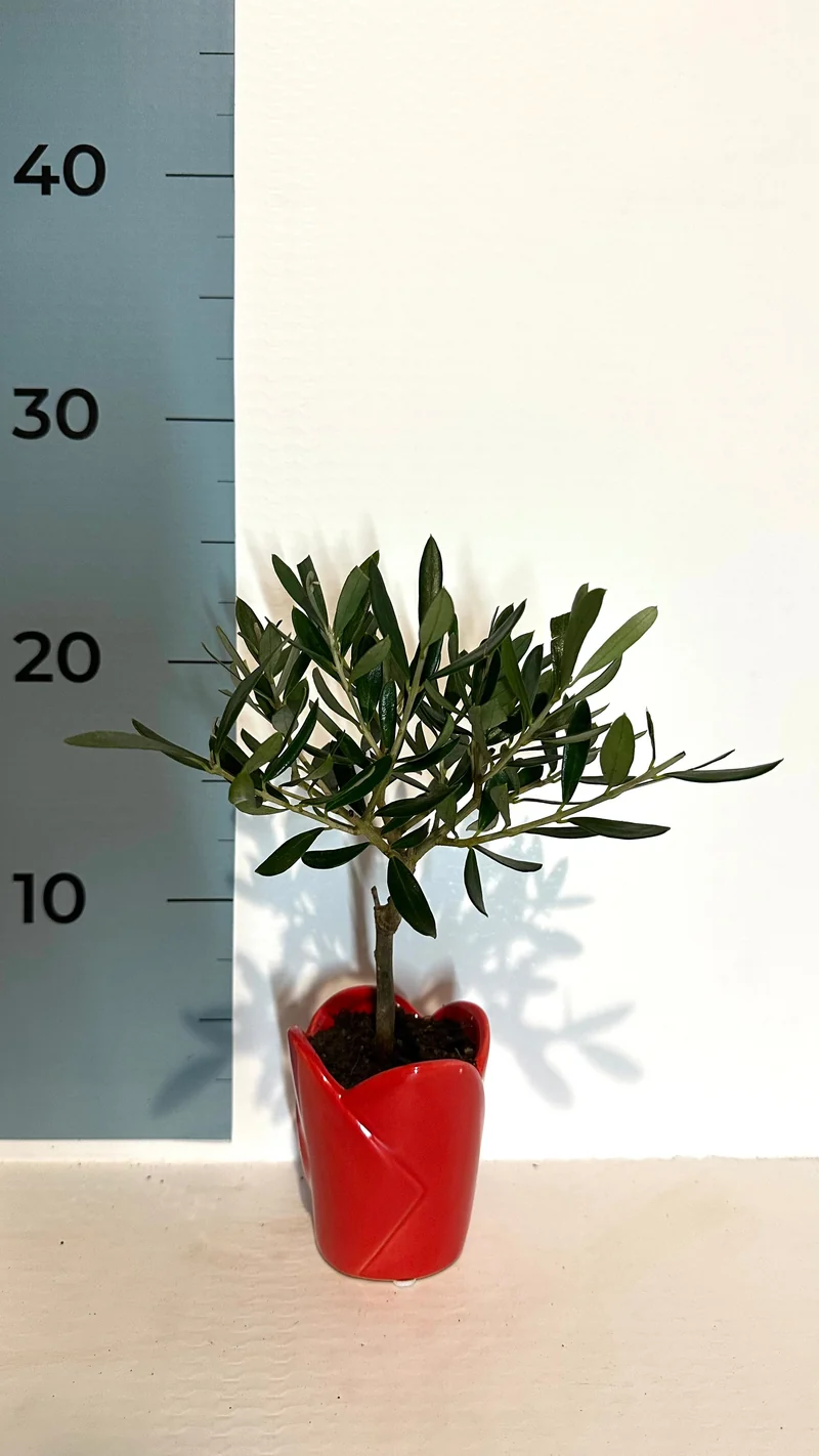 Mini Piantina Ulivo in vaso cuore rosso ceramica CERTIFICATA