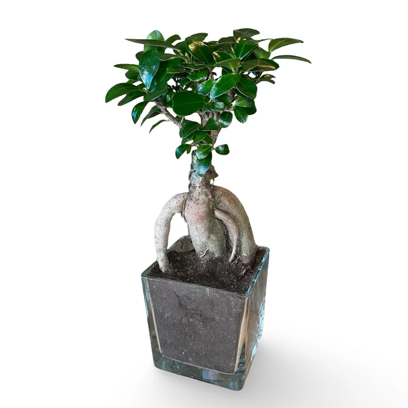 Bonsai Ginseng Ficus Microcarpa vaso Ceramica o Vetro