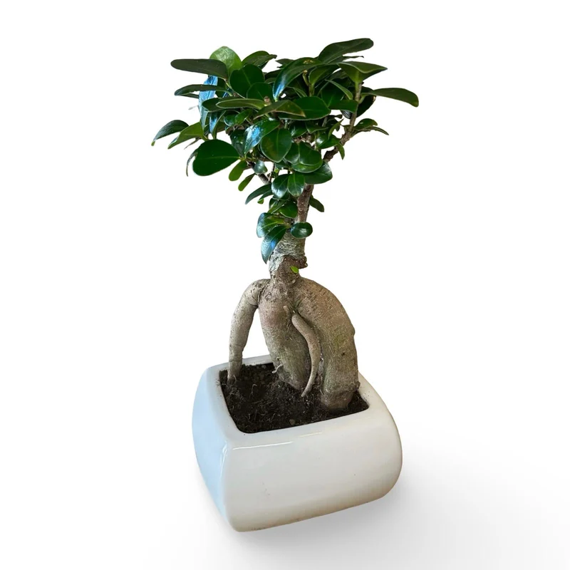 Bonsai Ginseng Ficus Microcarpa vaso Ceramica o Vetro