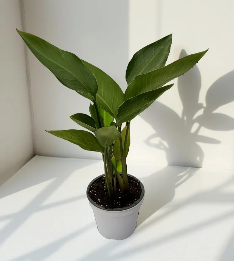 Strelitzia Augusta Nicolai
