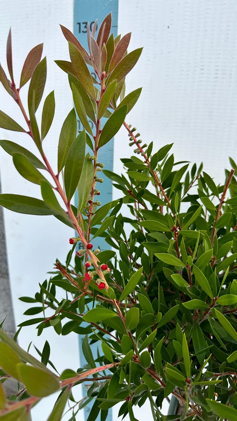 Callistemon Citrinus Splendens - Mini Alberello