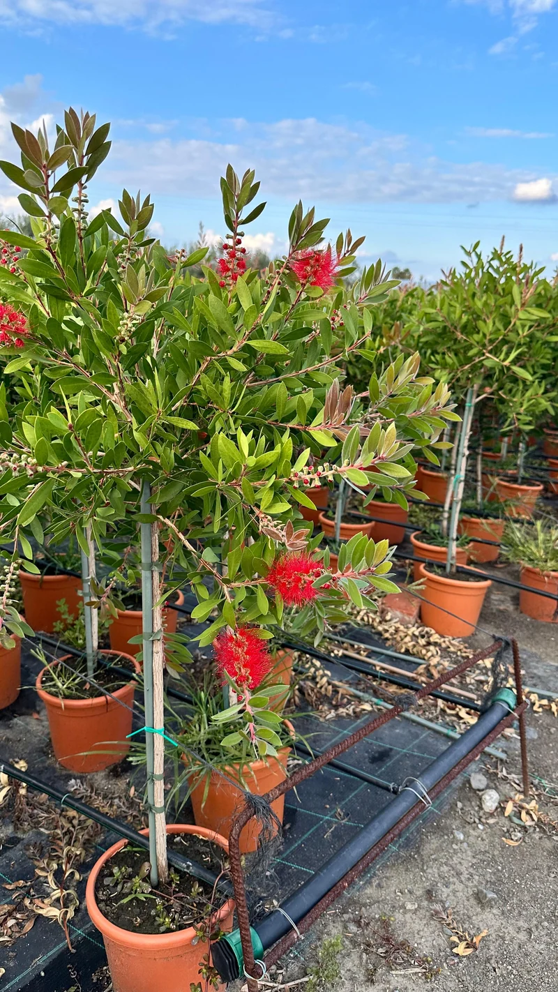 Callistemon Citrinus Splendens - Mini Alberello