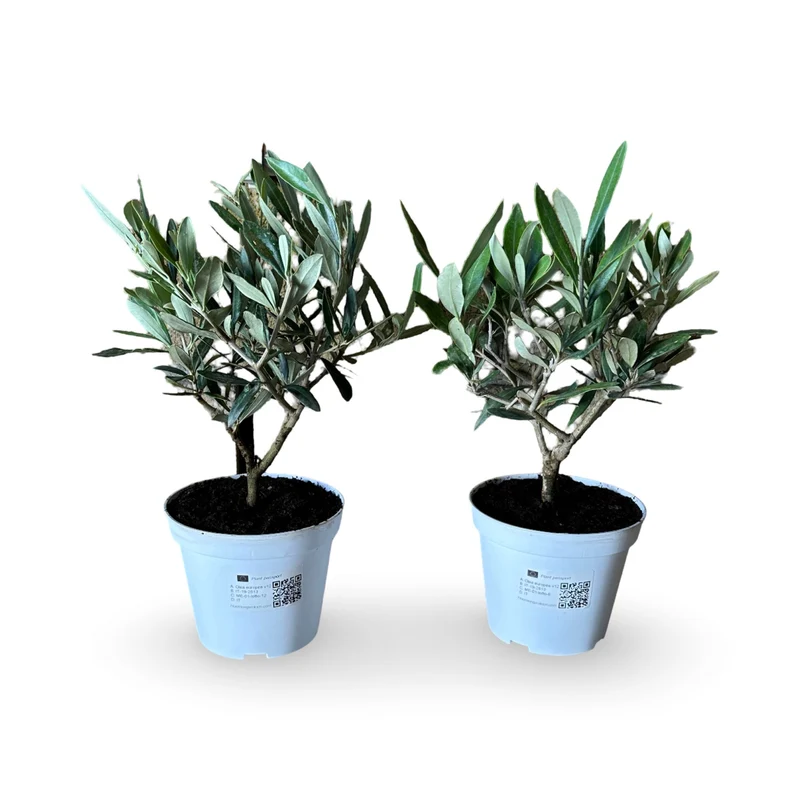 Piantine di Ulivo per bomboniere v12cm simil Bonsai CERTIFICATE