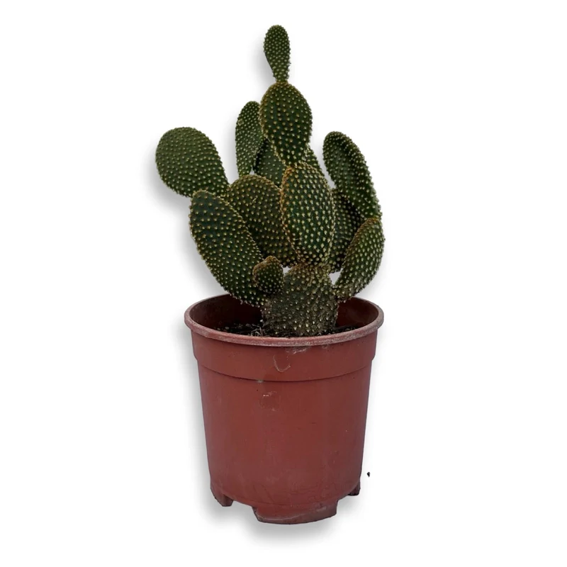 Fico d'India microvilloso Pianta Grassa Opuntia microdasys (Lehm.) Pfeiff.