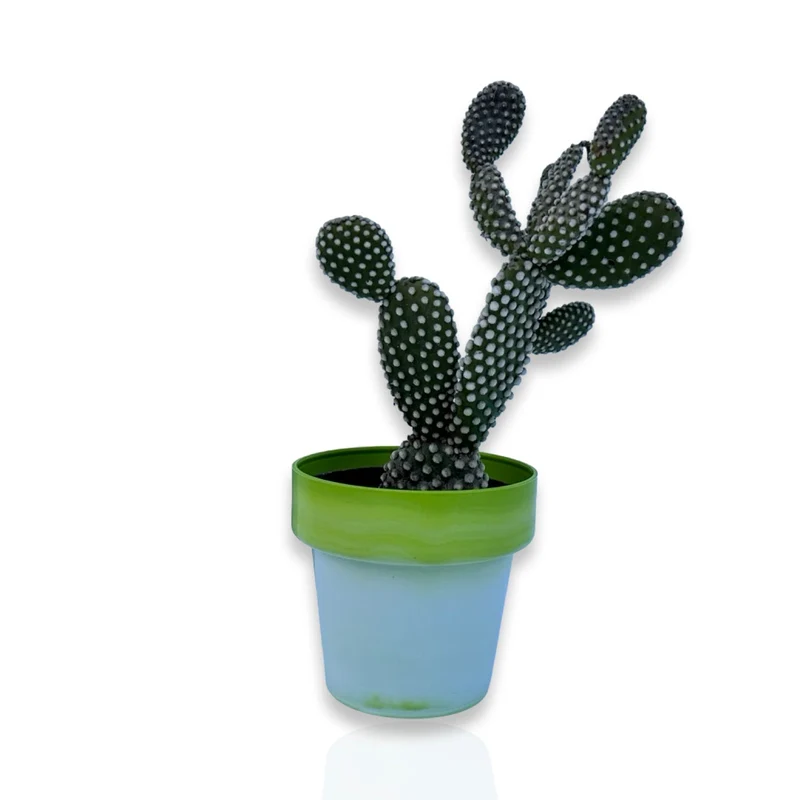 Fico d'India microvilloso Pianta Grassa Opuntia microdasys (Lehm.) Pfeiff.