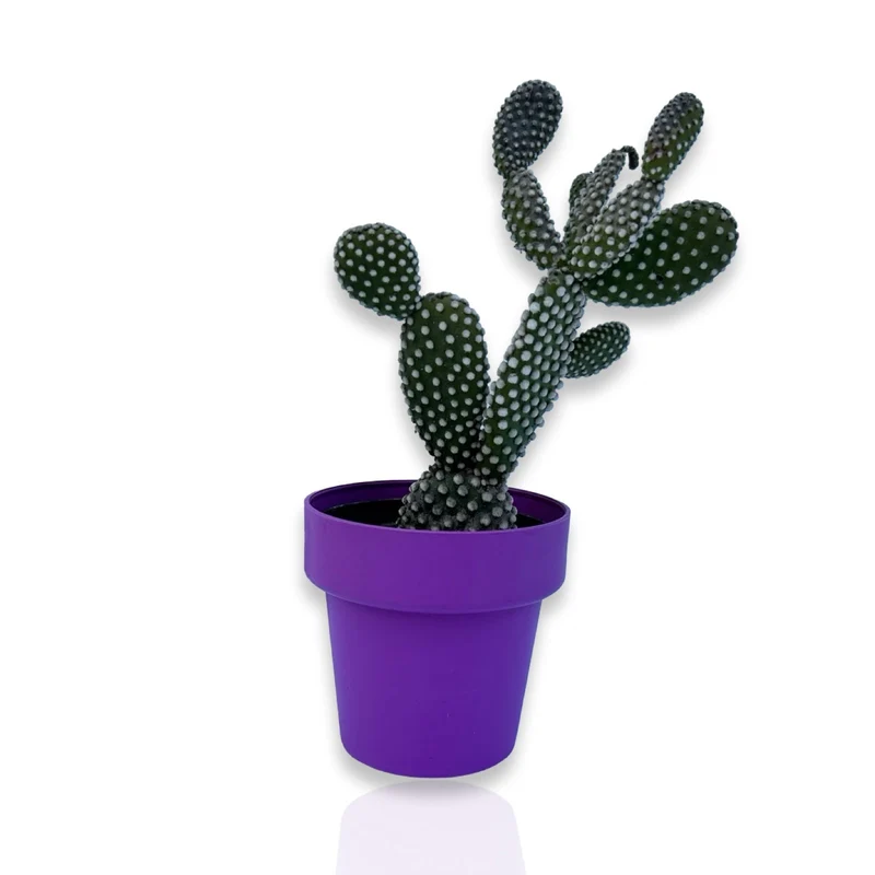 Fico d'India microvilloso Pianta Grassa Opuntia microdasys (Lehm.) Pfeiff.