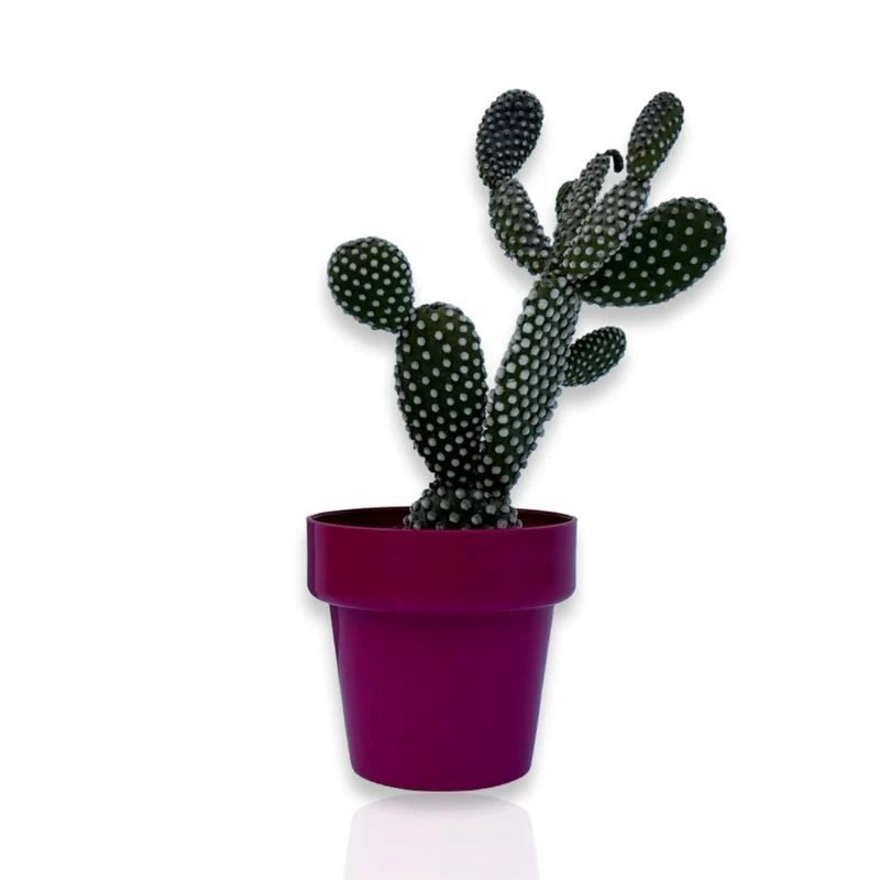 Fico d'India microvilloso Pianta Grassa Opuntia microdasys (Lehm.) Pfeiff.