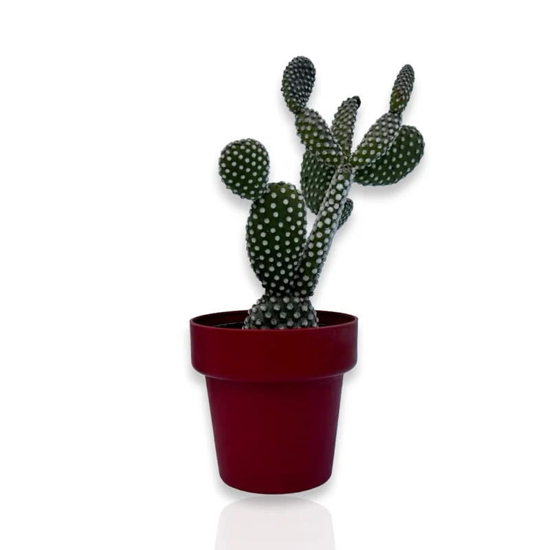 Fico d'India microvilloso Pianta Grassa Opuntia microdasys (Lehm.) Pfeiff.