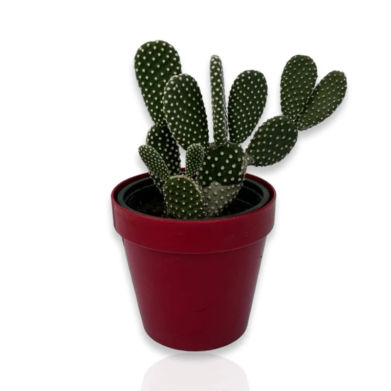 Fico d'India microvilloso Pianta Grassa Opuntia microdasys (Lehm.) Pfeiff.