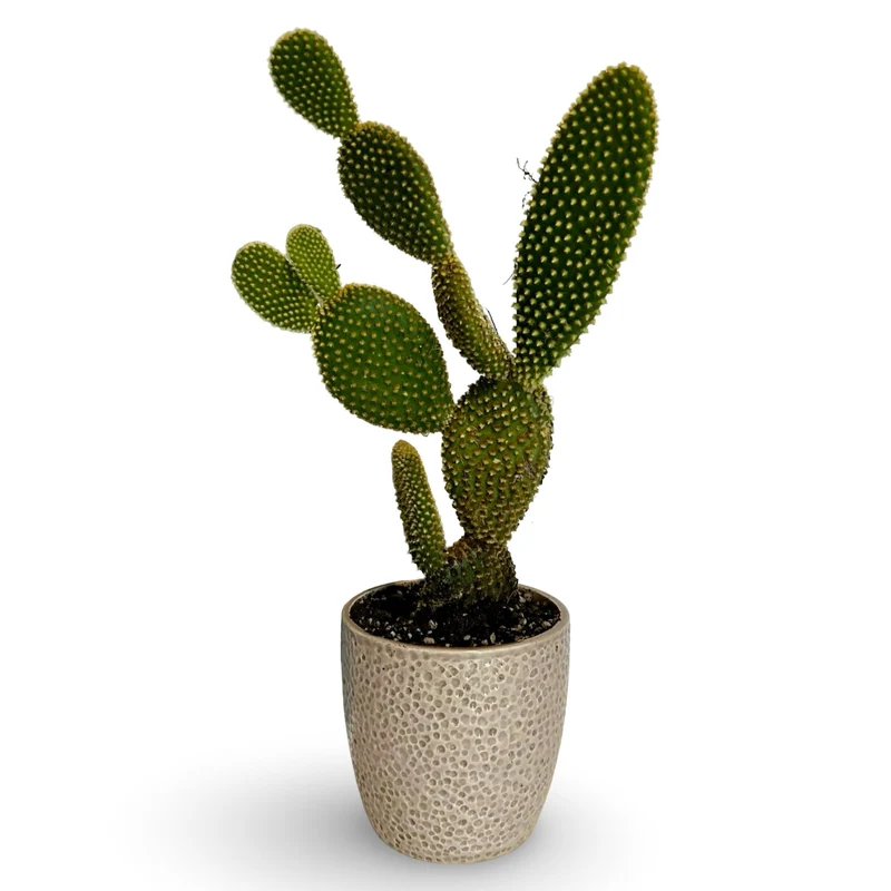 Fico d'India microvilloso Pianta Grassa Opuntia microdasys (Lehm.) Pfeiff.
