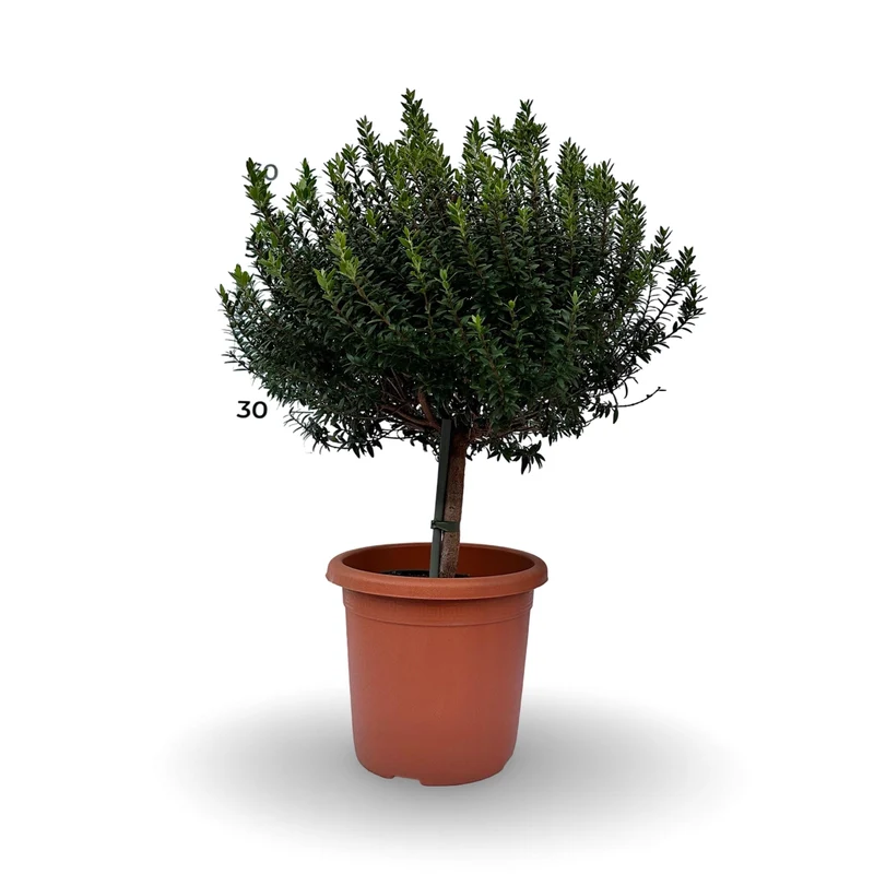 Piantina Alberello di Mirto - Myrtus Microphylla CERTIFICATA