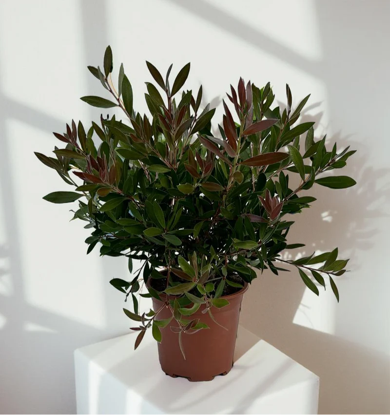 Callistemon Citrinus Splendens - Cespuglio
