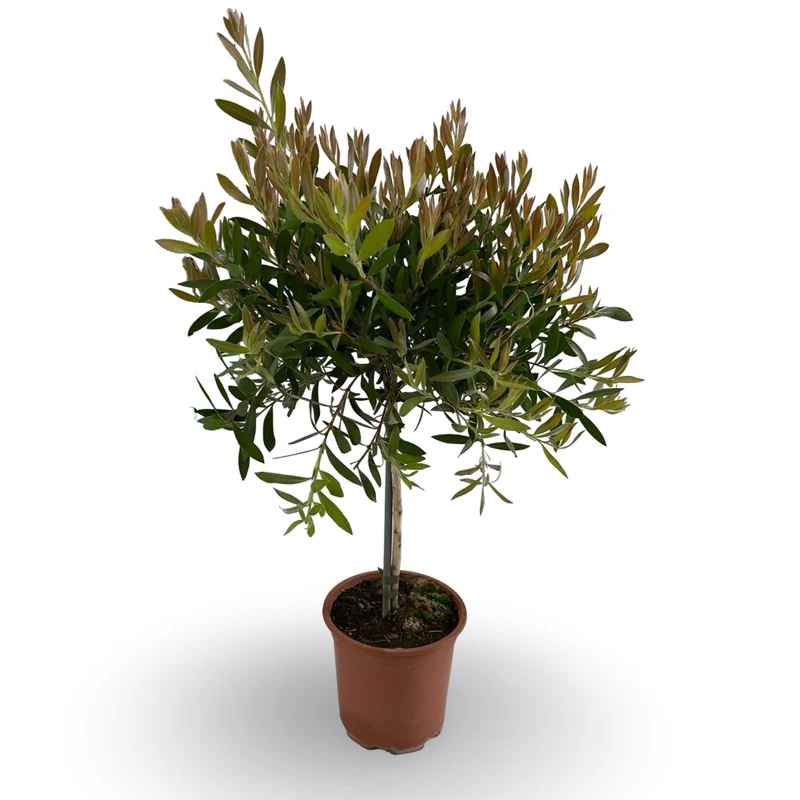 Callistemon Citrinus Splendens - Cespuglio